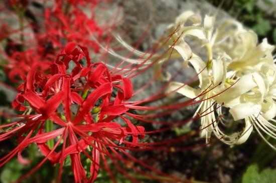 彼岸花的花语