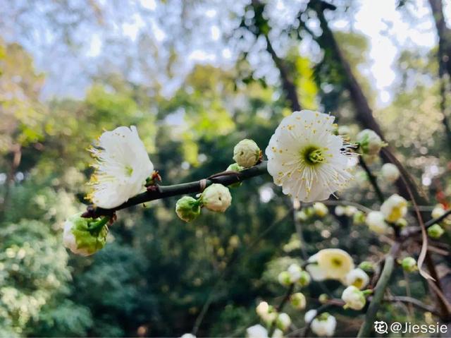 关于梅花的资料