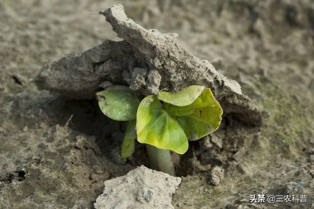 有味道的“杀菌之王”乙蒜素你真的会用吗？教你怎么能用好它