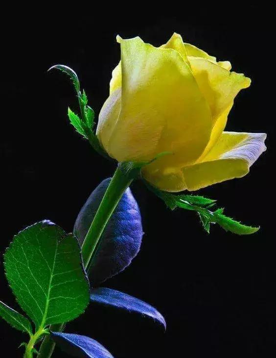 [微信七里香代理]，微信视频发黑了怎么调呢