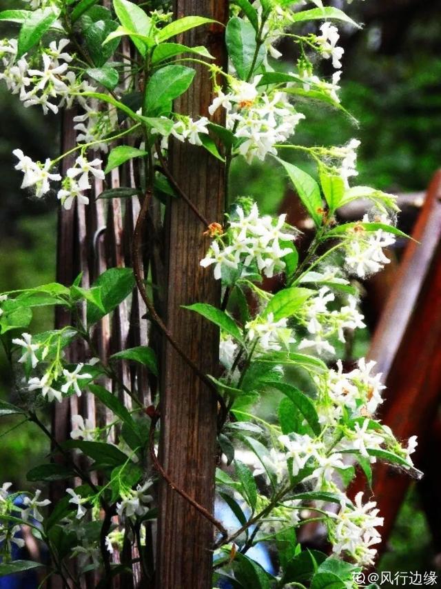 木香花为什么不能种