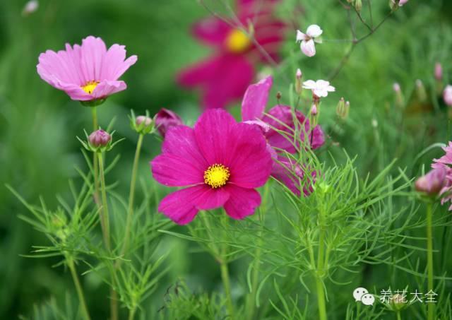 花卉种植