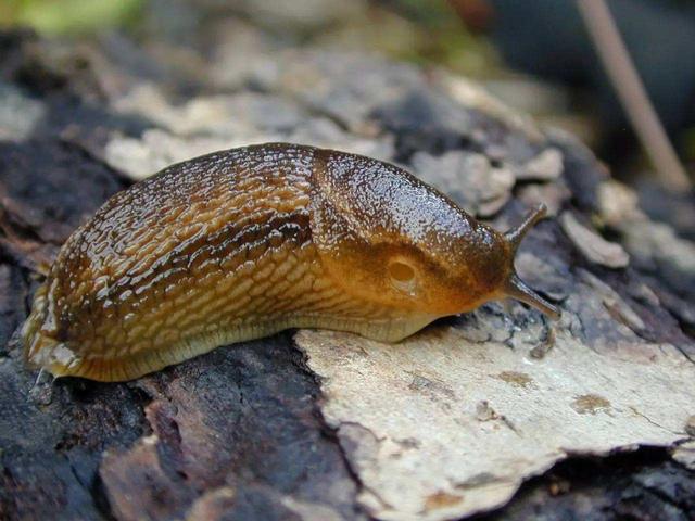 鼻涕虫、蜗牛泛滥，除打农药外，农村人还有这些土办法2