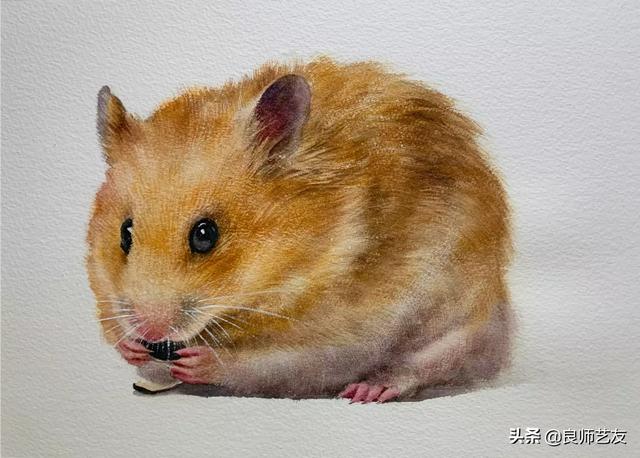 超写实水彩《仓鼠》技法步骤详解-站库网