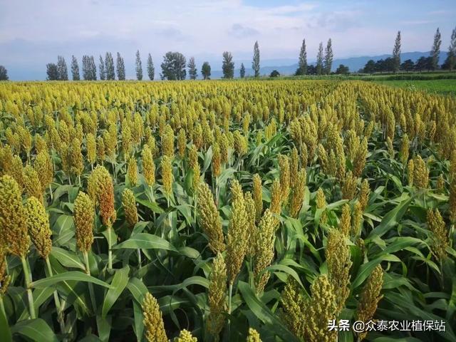 高粱田苗后除草剂梳理（建议收藏）