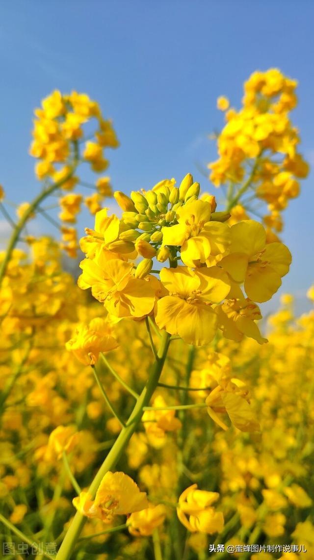阳春三月，万花丛中娇美溢，千朵万朵压枝低
