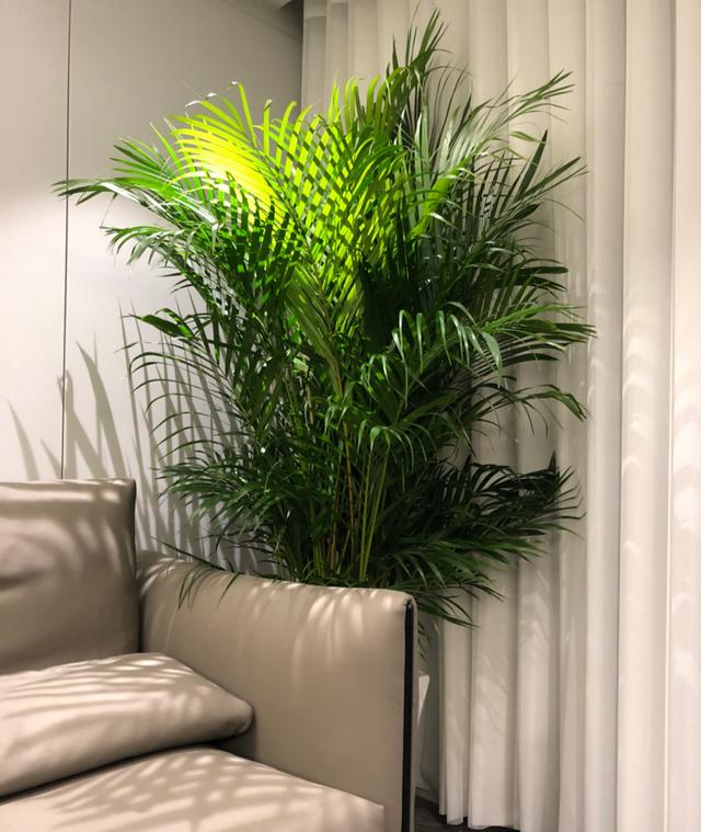 室内植物