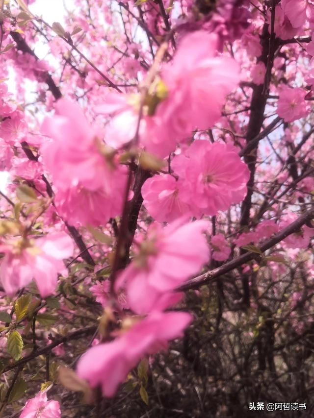 春光明媚，粉红的榆叶梅正芳菲，美美的令人陶醉