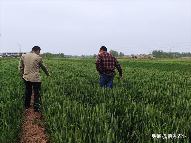 将未成熟的小麦出售，为啥会引发争议？农民的想法应该被尊重