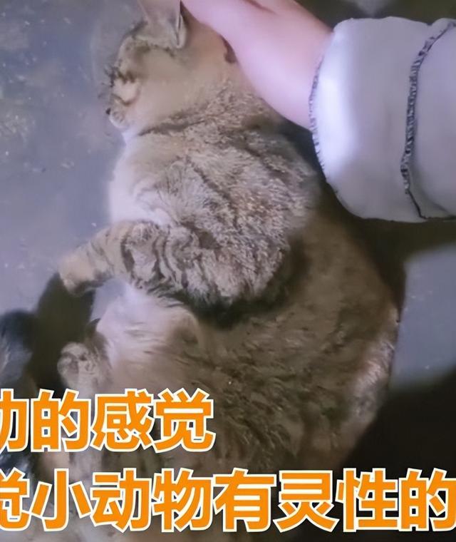 猫救小主人