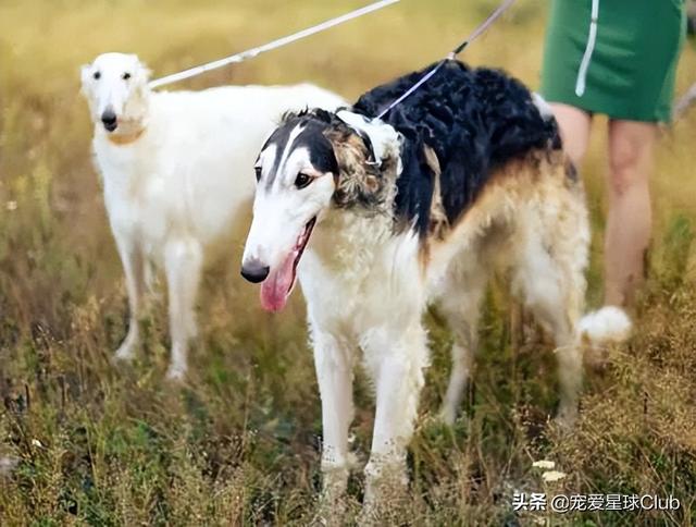 俄罗斯狼犬