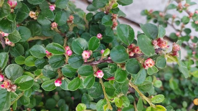 平枝栒子花偷偷露出了笑容