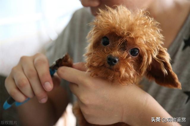 泰迪短耳朵怎麼修剪(泰迪耳朵毛修剪技巧)-艾拉養犬