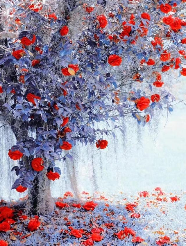 散文：人间情缘，莫问落花烟雨