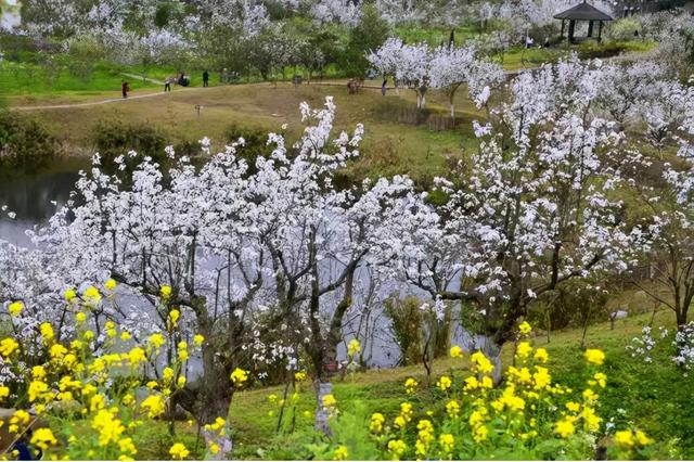 成都周邊花海一日遊,成都出發1h賞千畝梨花