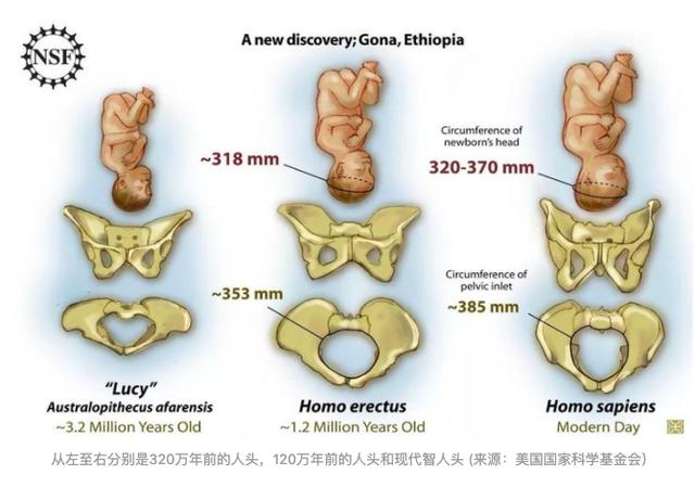 人类都是早产儿？人类女性产道狭窄扭曲，发育成熟难以通过产道