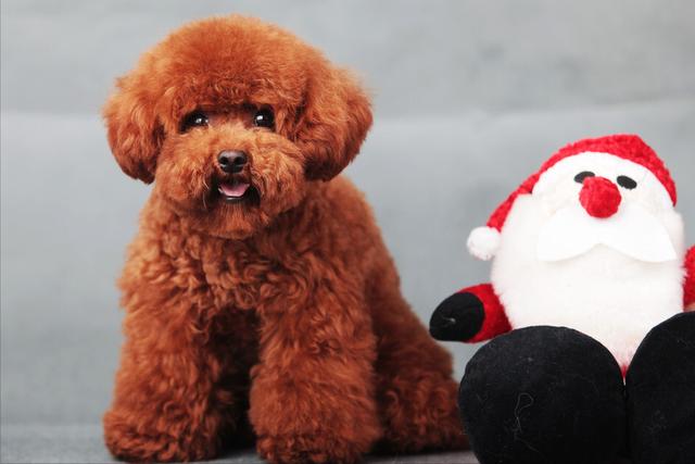 泰迪熊狗 泰迪熊狗(泰迪熊狗狗图片) 健康