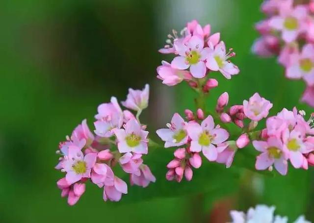 一生长做惜花人