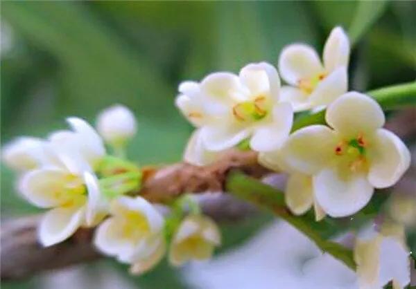 日香桂 日香桂（日香桂花期） 生活