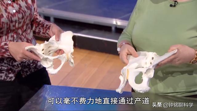 人类都是早产儿？人体的这个结构，让原本怀孕21月变成了怀胎10月