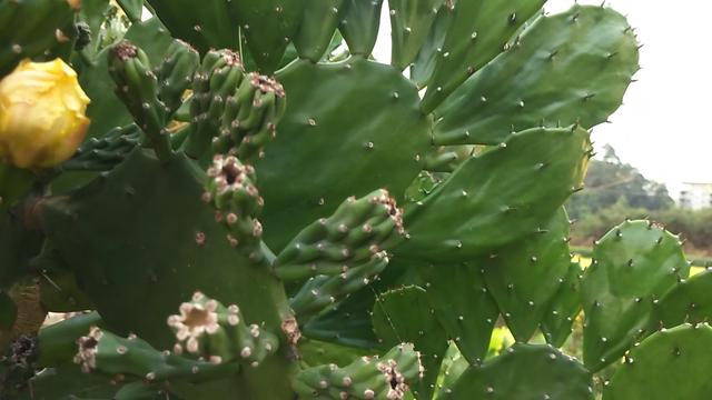 能吃的仙人掌你见过吗？煮水喝能行气活血，不仅仅是观赏