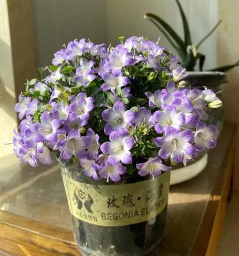 風鈴花的養殖方法和注意事項(重瓣丹麥風鈴花的養殖方法和注意事項)