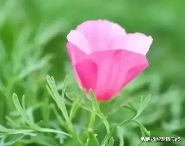 每个背井离乡的人，都是梦想家