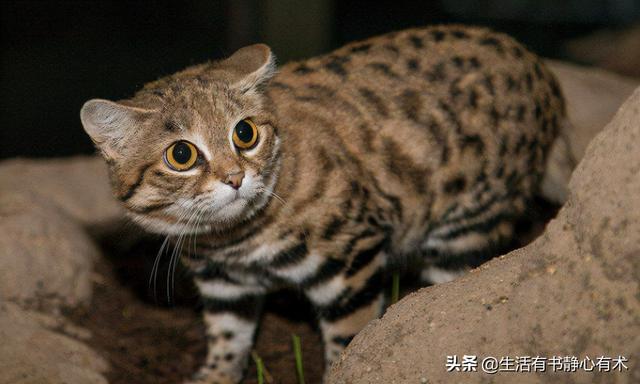 被全世界禁养的猫