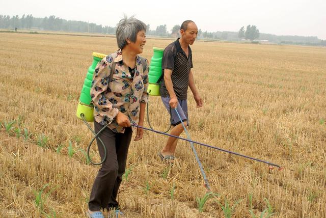 替代毒死蜱的高效杀虫组合，能喷能冲，蓟马、蚜虫、**虫通杀4