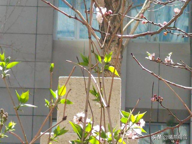 折一缕春•寄一份风
