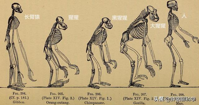 人类都是早产儿？人体的这个结构，让原本怀孕21月变成了怀胎10月