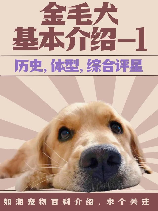 金毛寻回犬掉毛程度