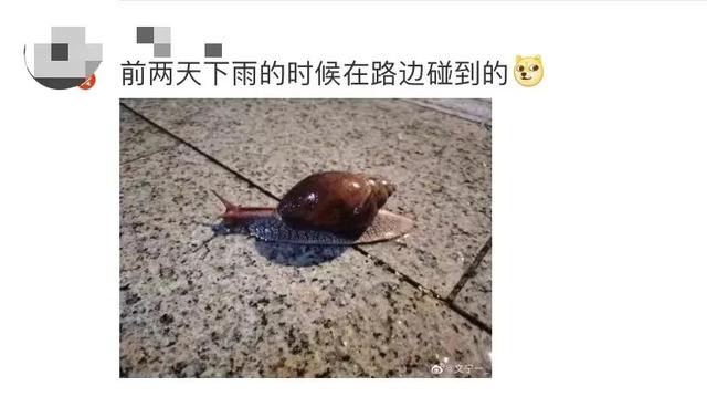 警惕！雨后街头这种生物频繁出没，千万别碰！