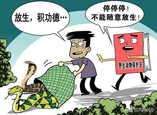 龙吐珠鱼