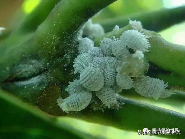 园林植保：常见害虫的防治（尺蠖、蚜虫、红蜘蛛等）8