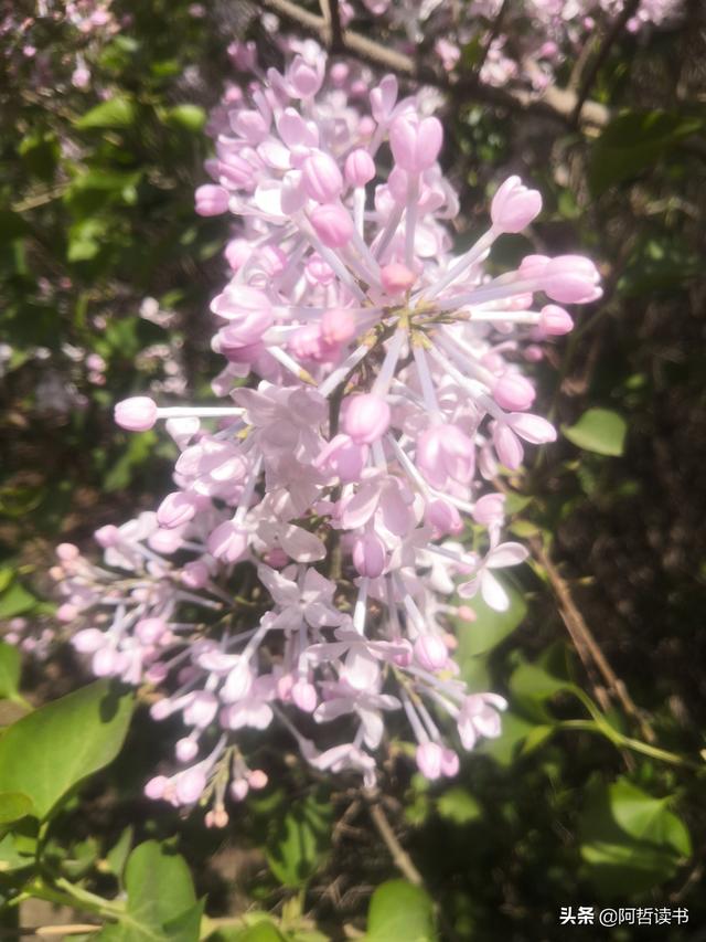 千千结里，暮春意徜徉，紫气更芬芳，丁香粉黛满城香
