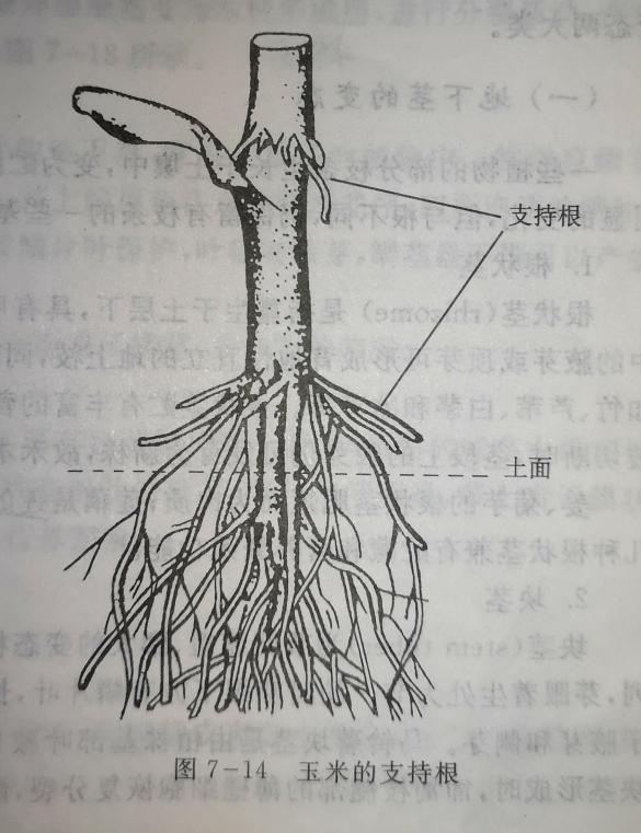 有的植物连根也想喝西北风？8