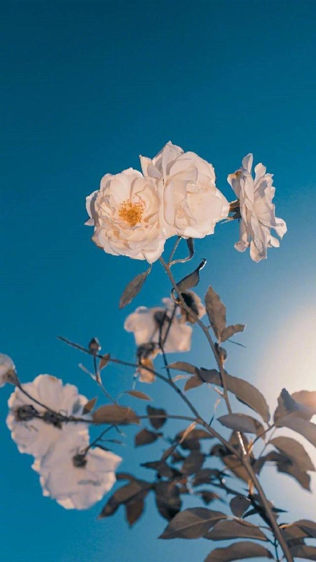 Ȧѡİ̾ӣԸʤԶӯ