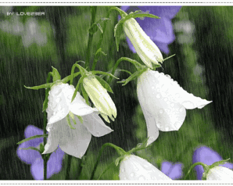 五月的小雨