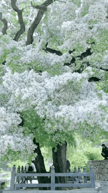 山东树王 千年流苏