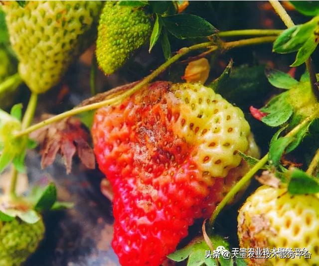 草莓软果、烂果严重怎么办？16