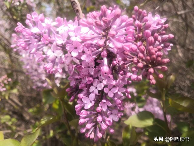千千结里，暮春意徜徉，紫气更芬芳，丁香粉黛满城香
