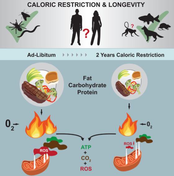 长寿秘诀在三餐中？医生提醒：“食不过饱”，有科学根据