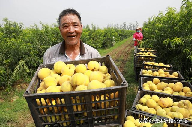 种植桃树巧用多效唑，果农实现高产增收效益好13