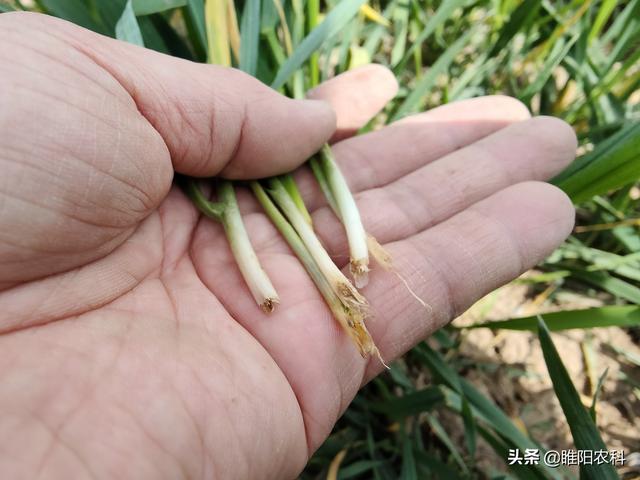 水胺硫磷 水胺硫磷（水胺硫磷属于哪类农药） 生活