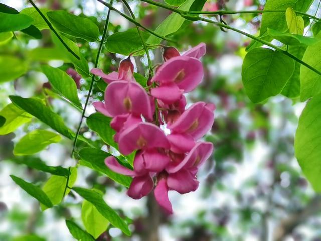 红色的槐花