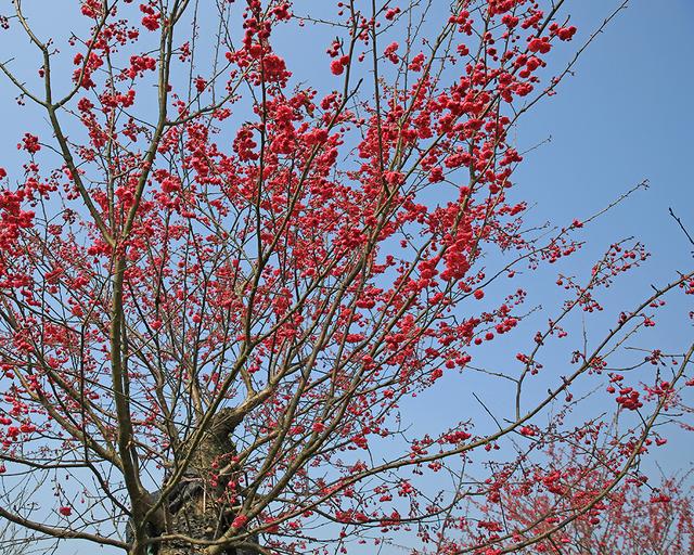 重庆市花