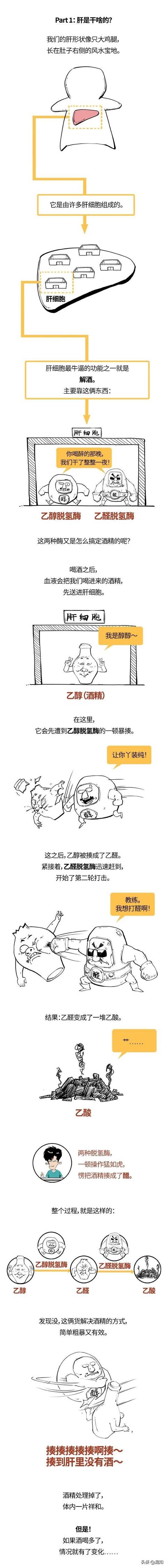 世上本没有酒精肝，喝的酒多了，便有了酒精肝
