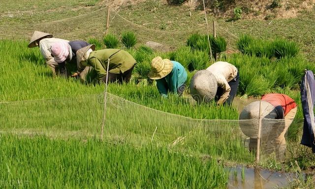 “禁”中国种植水稻！居心何在？欧美畜牧业对全球变暖危害更大