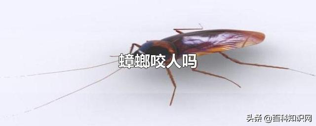 蟑螂咬人吗